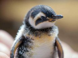 Gemasnya! Bayi-bayi Hewan Ini Dibuat Pakai Teknologi AI