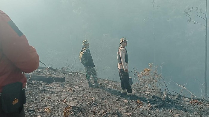 Kebakaran hutan pinus di Toraja Utara. Dokumen Istimewa