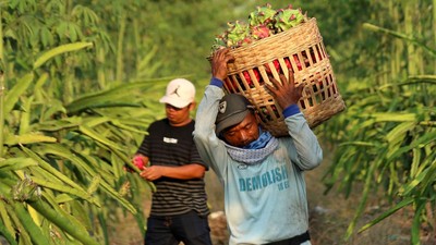 Panen Buah Naga di Musim Kemarau