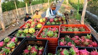 Para petani buah naga menyiasati musim kemarau dengan menyewa sumur bor Rp 40 ribu per jam untuk menyiram tanaman tiap tiga minggu sekali agar tidak gagal panen.  