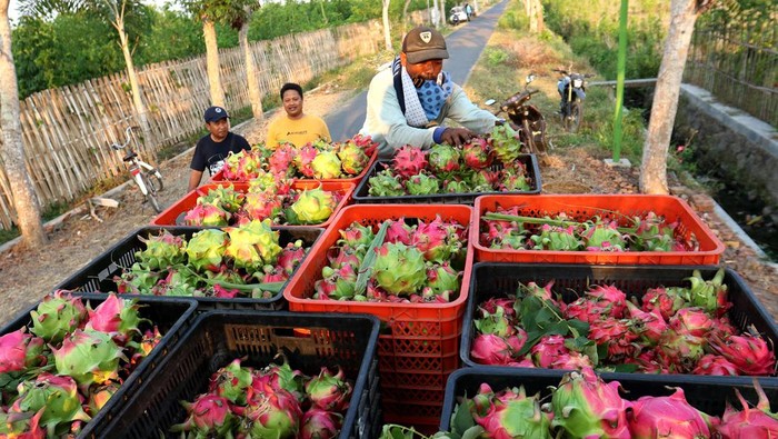 Petani memanen buah naga di Tegaldelimo, Banyuwangi, Jawa Timur, Jumat (27/10/2023). Para petani buah naga menyiasati musim kemarau dengan menyewa sumur bor Rp40 ribu per jam untuk penyiraman tanaman tiap tiga minggu sekali selama musim buah sehingga tanaman buah naga tersebut tidak gagal panen. ANTARA FOTO/Budi Candra Setya/nym.