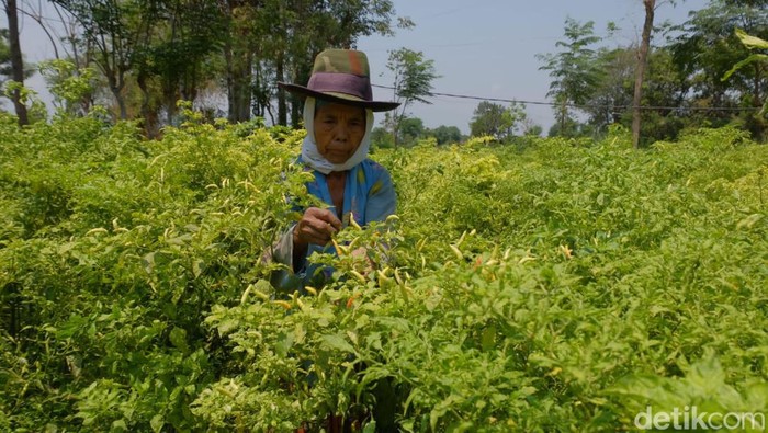 Petani cabai di Probolinggo.