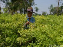 Harga Cabai di Probolinggo Meroket gegara Gagal Panen