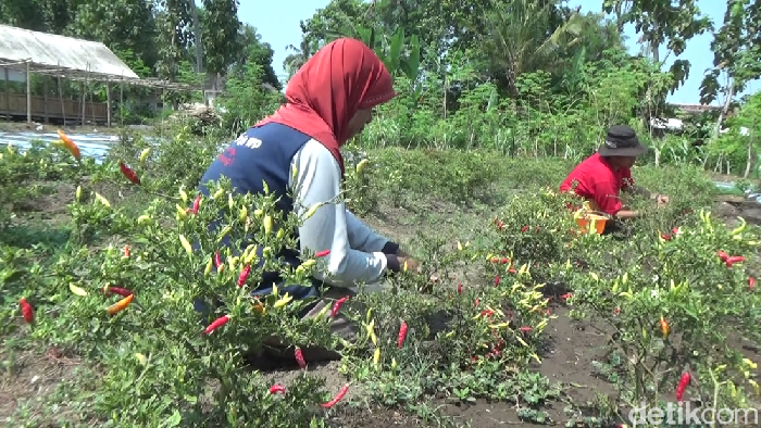Petani Lumajang saat panen cabai.