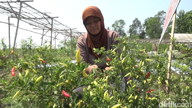 Petani Lumajang saat panen cabai.