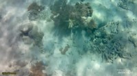 Dibalik terumbu karang ada ikan ikan warna warni bersembunyi di Pantai Pink.