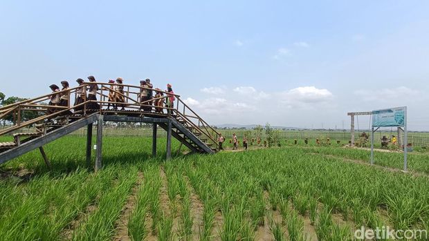 Sejumlah anak-anak berwisata edukasi pertanian di Kawista Emji, Desa Mernek, Kecamatan Maos, Kabupaten Cilacap, Sabtu (28/10/2023).