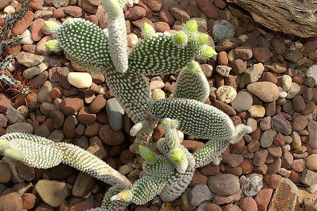 Kaktus Telinga Kelinci (Bunny Ear Cactus).