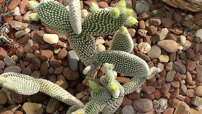 Kaktus Telinga Kelinci (Bunny Ear Cactus).
