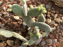 Tahan Panas, 6 Tanaman Ini Cocok Ditanam Saat Musim Kemarau