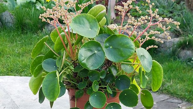 Tanaman Hias Tanaman Uang Cina.