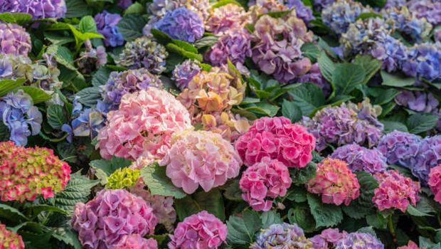 Hydrangea.