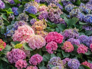 7 Fakta Hydrangea, Bunga Cantik Populer di Dunia