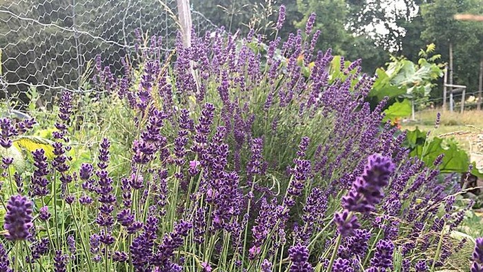 Lavender.