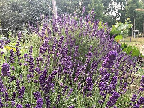 Lavender.