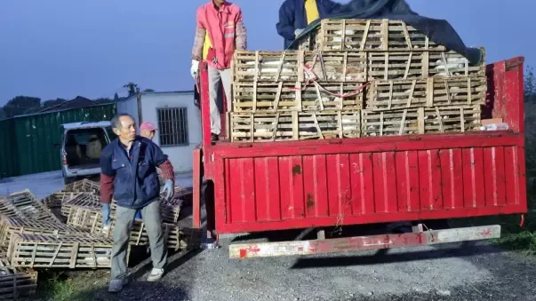 Duh! Kucing di China Dijual Dagingnya Sebagai Daging Babi dan Kambing