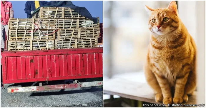 Duh! Kucing di China Dijual Dagingnya Sebagai Daging Babi dan Kambing