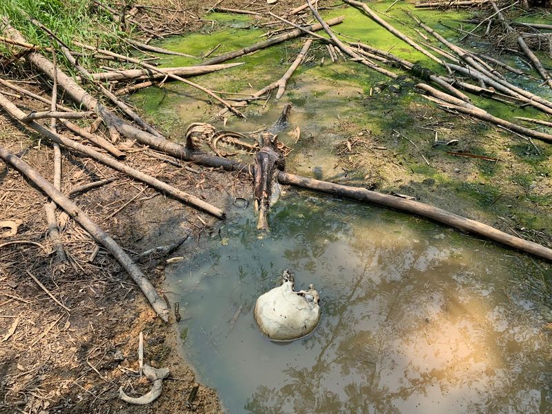 Geger Kerangka Manusia Ditemukan di Hutan Jasinga Bogor (dok Polsek Jasinga)