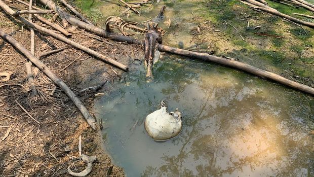Geger Kerangka Manusia Ditemukan di Hutan Jasinga Bogor (dok Polsek Jasinga)