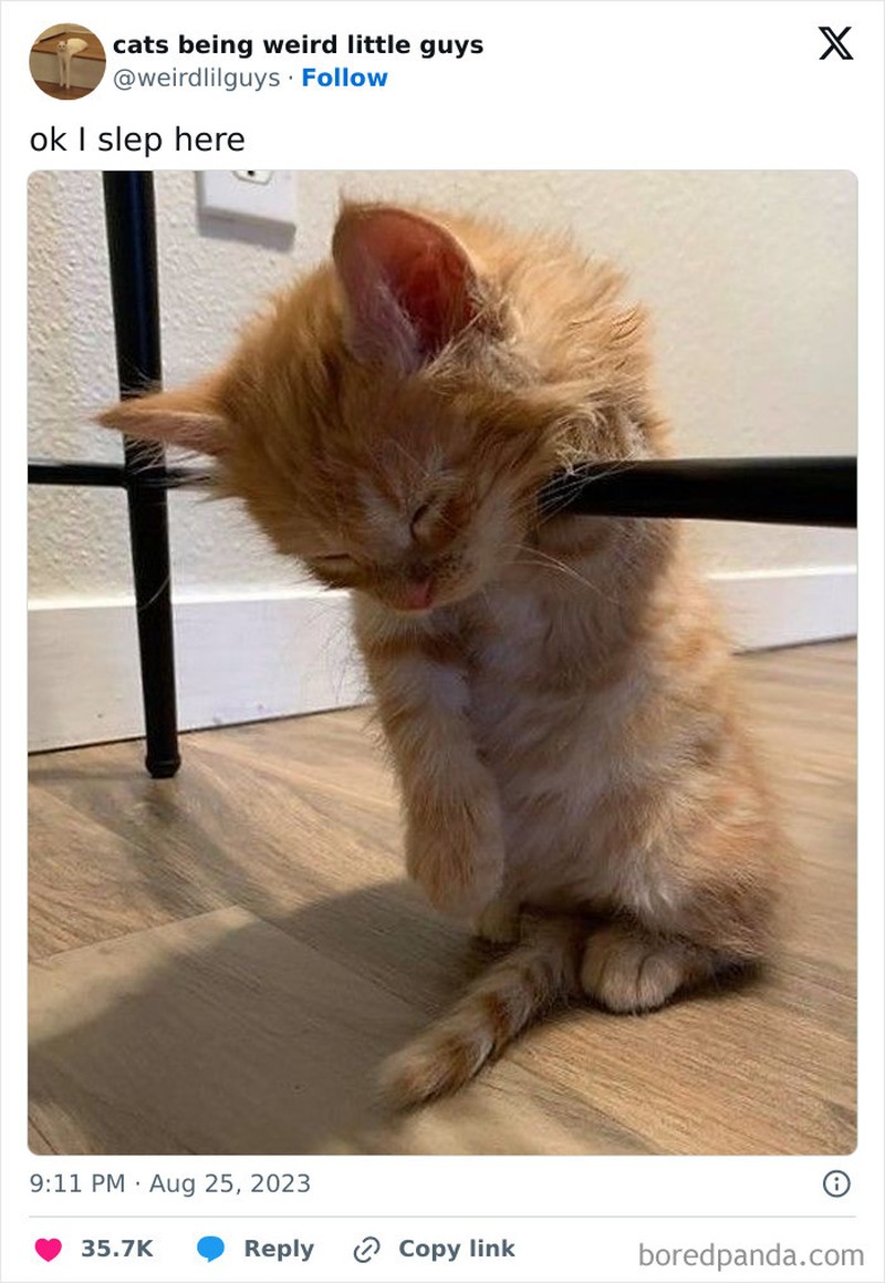 Kucing memang menjadi salah satu hewan yang menggemaskan. Apalagi kalau mereka melakukan beberapa hal di luar nalar, pasti jadi lebih lucu. Seperti deretan foto berikut.