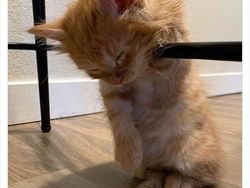 Gemas Banget Kelakuan Kucing Ini, Gimana Menurut Kamu?