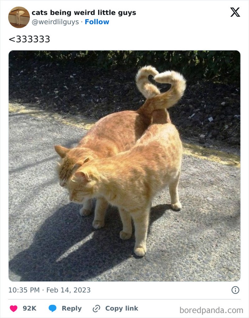 Kucing memang menjadi salah satu hewan yang menggemaskan. Apalagi kalau mereka melakukan beberapa hal di luar nalar, pasti jadi lebih lucu. Seperti deretan foto berikut.