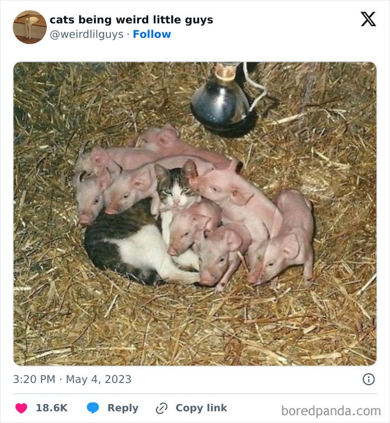 Kucing memang menjadi salah satu hewan yang menggemaskan. Apalagi kalau mereka melakukan beberapa hal di luar nalar, pasti jadi lebih lucu. Seperti deretan foto berikut.