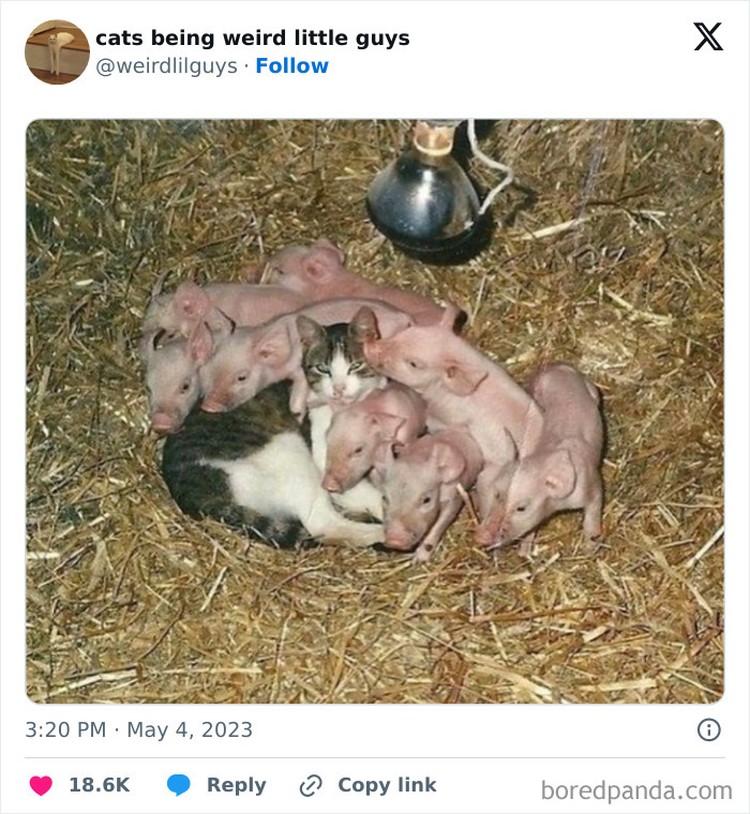 Gemas Banget Kelakukan Kucing Ini, Gimana Menurut Kamu? Kucing memang menjadi salah satu hewan yang menggemaskan. Apalagi kalau mereka melakukan beberapa hal di luar nalar, pasti jadi lebih lucu. Seperti deretan foto berikut.