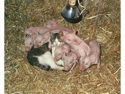 Gemas Banget Kelakuan Kucing Ini, Gimana Menurut Kamu?