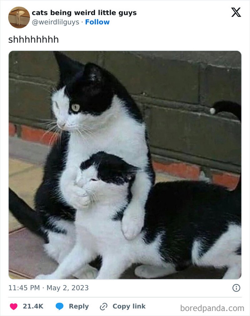 Kucing memang menjadi salah satu hewan yang menggemaskan. Apalagi kalau mereka melakukan beberapa hal di luar nalar, pasti jadi lebih lucu. Seperti deretan foto berikut.