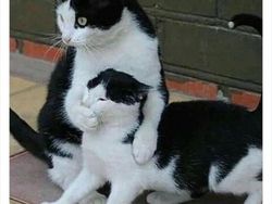 Gemas Banget Kelakuan Kucing Ini, Gimana Menurut Kamu?