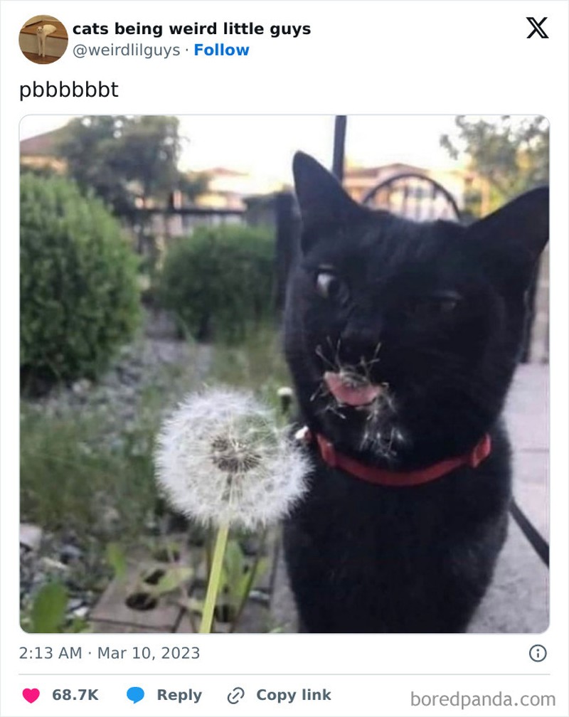 Kucing memang menjadi salah satu hewan yang menggemaskan. Apalagi kalau mereka melakukan beberapa hal di luar nalar, pasti jadi lebih lucu. Seperti deretan foto berikut.