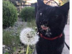 Gemas Banget Kelakuan Kucing Ini, Gimana Menurut Kamu?