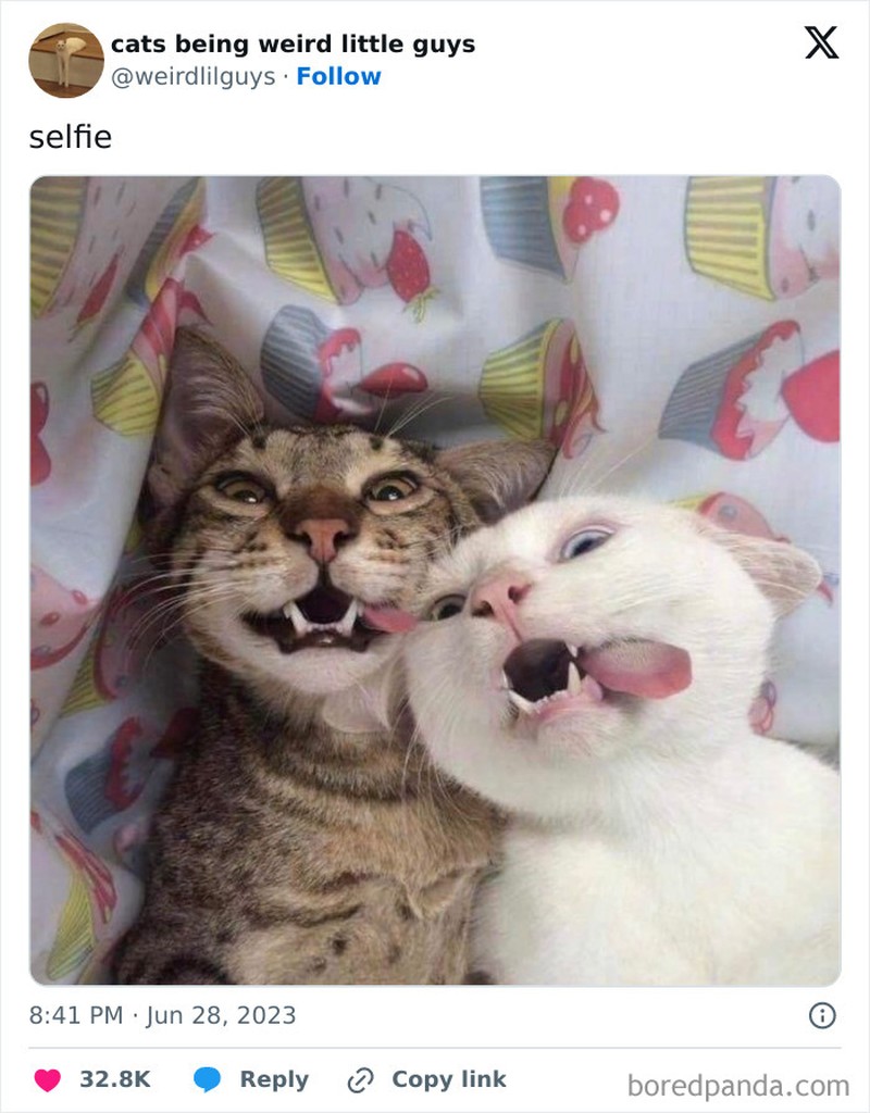 Kucing memang menjadi salah satu hewan yang menggemaskan. Apalagi kalau mereka melakukan beberapa hal di luar nalar, pasti jadi lebih lucu. Seperti deretan foto berikut.