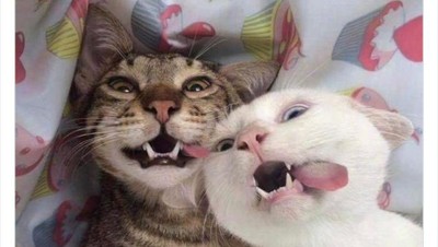 Gemas Banget Kelakuan Kucing Ini, Gimana Menurut Kamu?