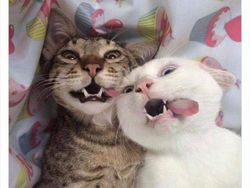 Gemas Banget Kelakuan Kucing Ini, Gimana Menurut Kamu?