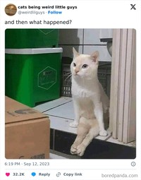 Kucing memang menjadi salah satu hewan yang menggemaskan. Apalagi kalau mereka melakukan beberapa hal di luar nalar, pasti jadi lebih lucu. Seperti deretan foto berikut.