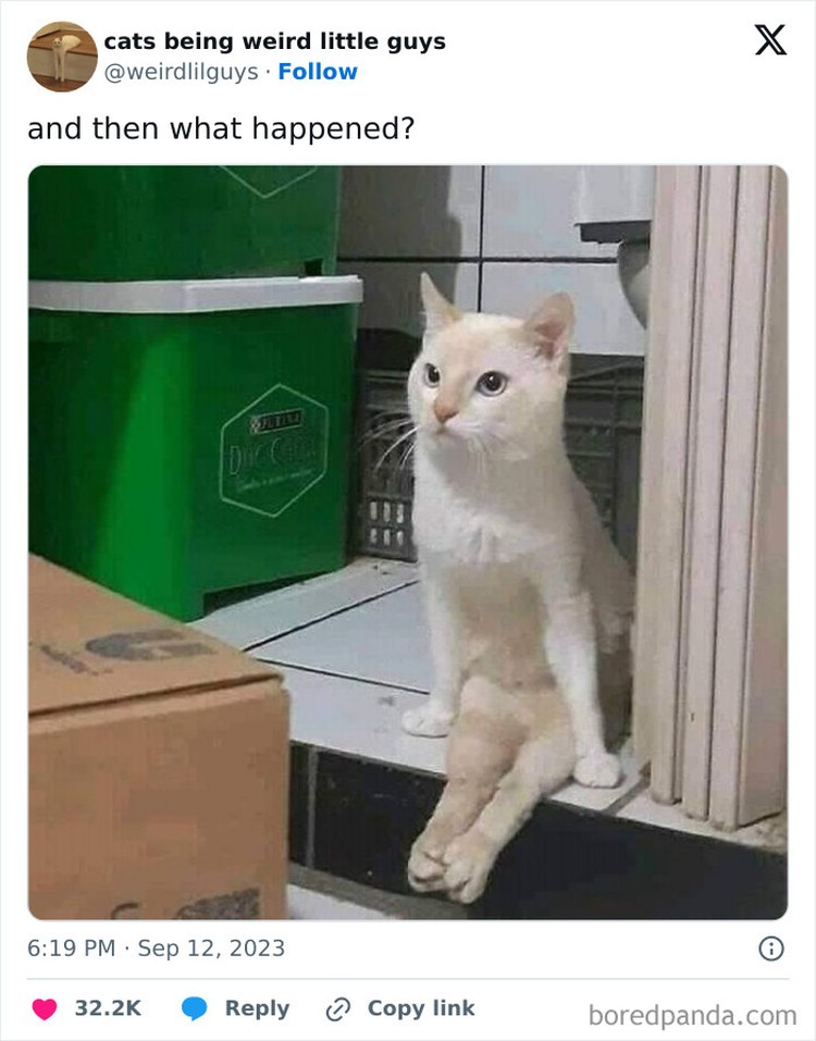 Kucing memang menjadi salah satu hewan yang menggemaskan. Apalagi kalau mereka melakukan beberapa hal di luar nalar, pasti jadi lebih lucu. Seperti deretan foto berikut.