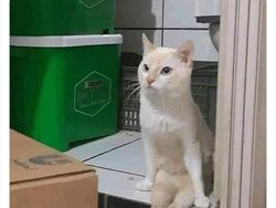 Gemas Banget Kelakuan Kucing Ini, Gimana Menurut Kamu?