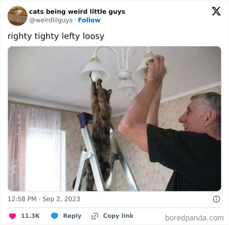 Kucing memang menjadi salah satu hewan yang menggemaskan. Apalagi kalau mereka melakukan beberapa hal di luar nalar, pasti jadi lebih lucu. Seperti deretan foto berikut.