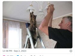 Gemas Banget Kelakuan Kucing Ini, Gimana Menurut Kamu?