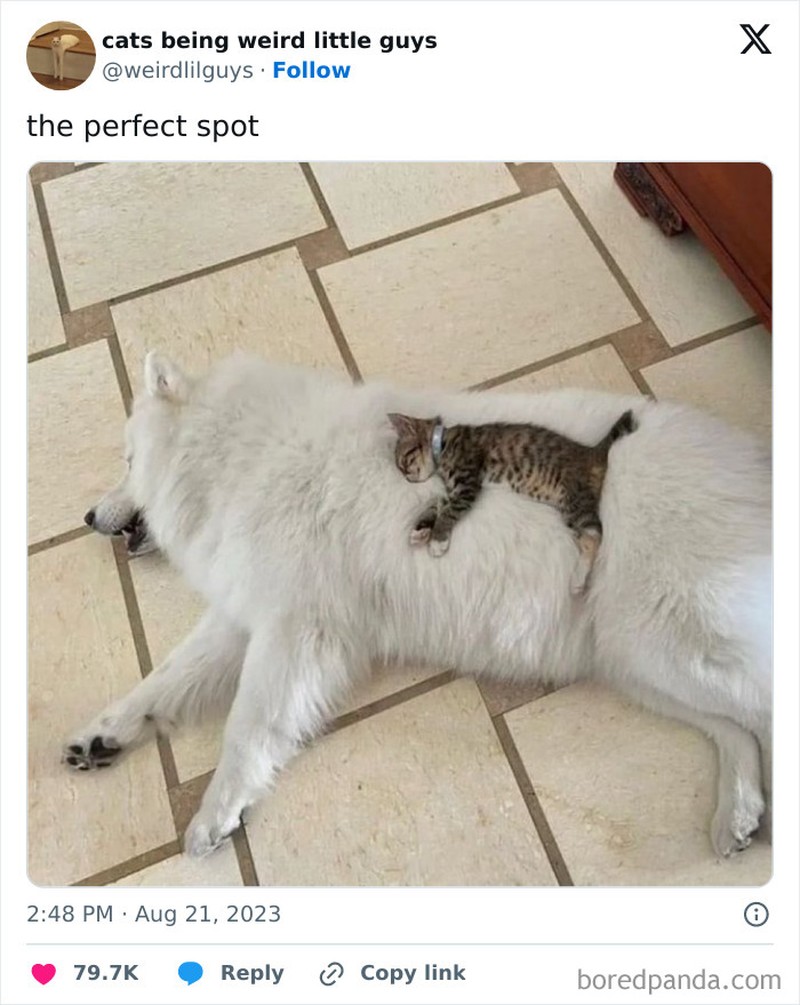 Kucing memang menjadi salah satu hewan yang menggemaskan. Apalagi kalau mereka melakukan beberapa hal di luar nalar, pasti jadi lebih lucu. Seperti deretan foto berikut.