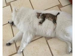 Gemas Banget Kelakuan Kucing Ini, Gimana Menurut Kamu?