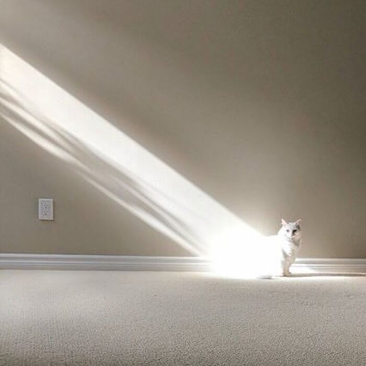Kucing memang menjadi salah satu hewan yang menggemaskan. Apalagi kalau mereka melakukan beberapa hal di luar nalar, pasti jadi lebih lucu. Seperti deretan foto berikut.