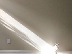 Gemas Banget Kelakuan Kucing Ini, Gimana Menurut Kamu?