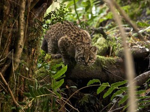 Kucing Mini yang Langka dari Amerika