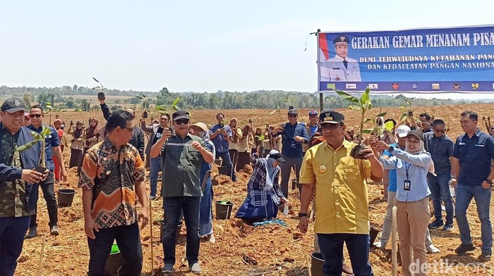 Pj Gubernur Sulsel Bahtiar Baharuddin saat menanam bibit pisang di Kabupaten Bone.