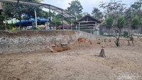 Lanjut berjalan sedikit ke depan, traveler akan masuk ke area yang memiliki banyak tempat bersantai, pondok-pondok kecil atau kursi-kursi di bawah pohon. Di sini juga traveler akan melihat rusa dengan jelas serta burung unta yang sangat besar. Berbagai fasilitas ini akan membuat traveler betah berlama-lama di sini.  