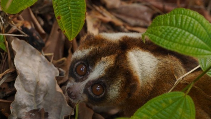 Seekor primata berjenis kukang Jawa atau Nycticbus javanicus dilepasliarkan di Taman Buru Masigit Kareumbi, Kabupaten Sumedang.