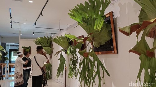 Platycerium One Day big size pada Minggu (29/10/2023) di gedung Dharma Negara Alaya, Jalan Mulawarman Denpasar, Bali.